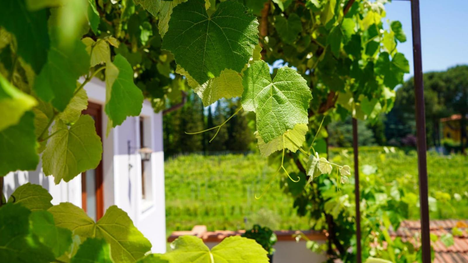 Wine House Bed & Breakfast Capannori Dış mekan fotoğraf