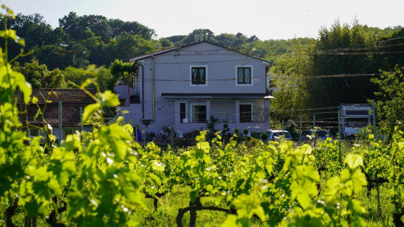 Wine House Bed & Breakfast Capannori Dış mekan fotoğraf