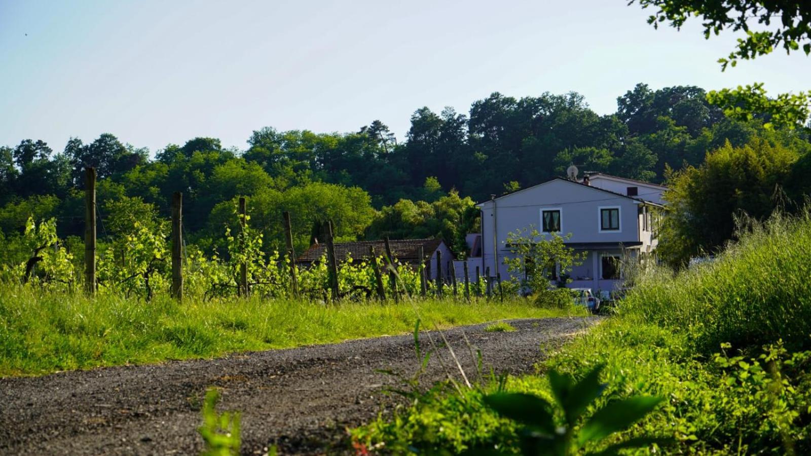 Wine House Bed & Breakfast Capannori Dış mekan fotoğraf