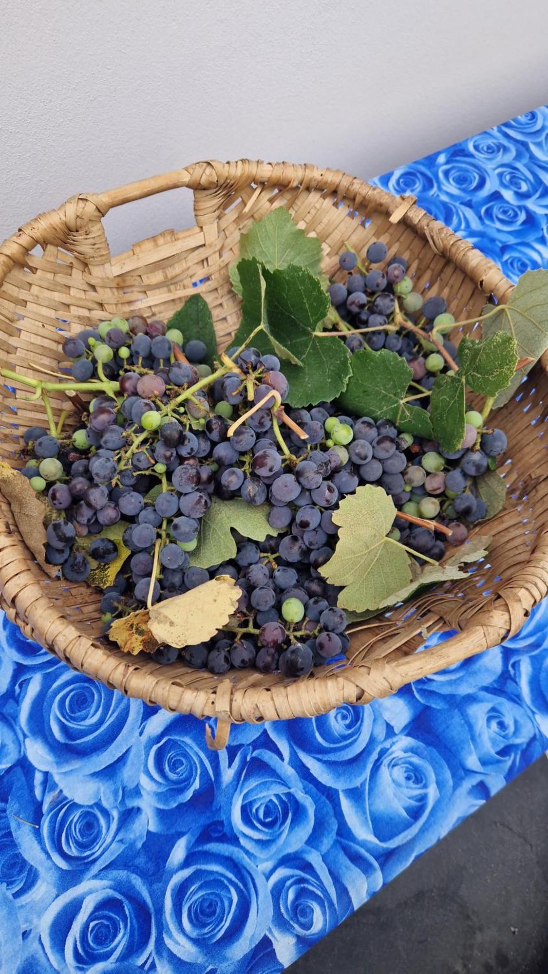 Wine House Bed & Breakfast Capannori Dış mekan fotoğraf