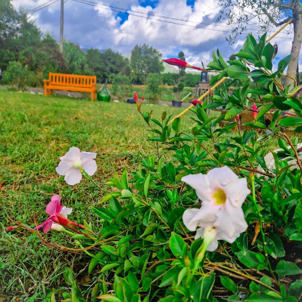 Wine House Bed & Breakfast Capannori Dış mekan fotoğraf
