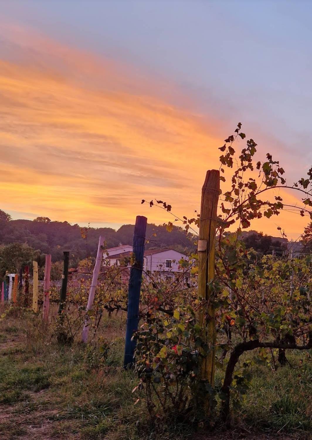Wine House Bed & Breakfast Capannori Dış mekan fotoğraf